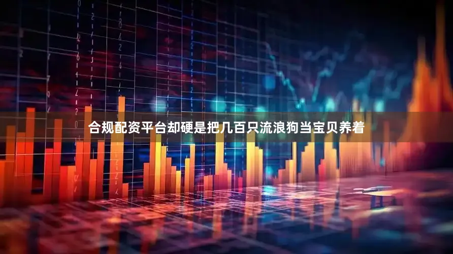 合规配资平台却硬是把几百只流浪狗当宝贝养着